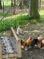 cochin kippen, Dieren en Toebehoren, Pluimvee, Meerdere dieren, Kip