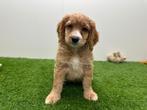 Cockapoo pup (F2), België, 8 tot 15 weken, Teef, Parvo