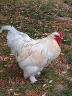 Haan  (brahma-zijdehoen,) gratis, Dieren en Toebehoren, Pluimvee