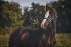 Knap en lief Tinker/irish cob hengstveulen zoekt een thuis, Dieren en Toebehoren, Paarden, Gechipt, Minder dan 160 cm, Niet van toepassing