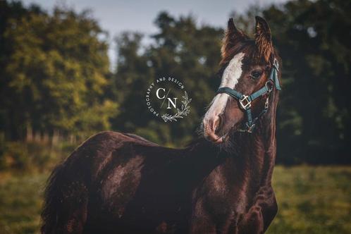 Knap en lief Tinker/irish cob hengstveulen zoekt een thuis, Dieren en Toebehoren, Paarden, Hengst, Niet van toepassing, Minder dan 160 cm