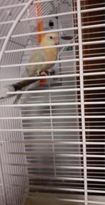 vogels, Dieren en Toebehoren, Vogels | Parkieten en Papegaaien, Parkiet, Geringd