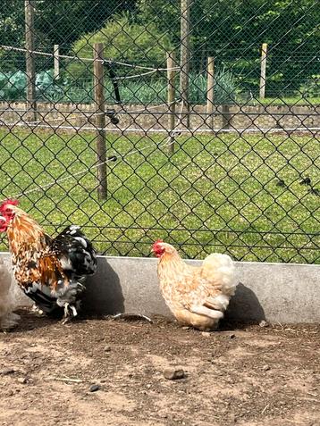 Cochin kriel hen 2jaar beschikbaar voor biedingen