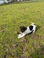 Jack Russell pups, Dieren en Toebehoren, België, Fokker | Hobbymatig, Jack Russell Terriër, 8 tot 15 weken