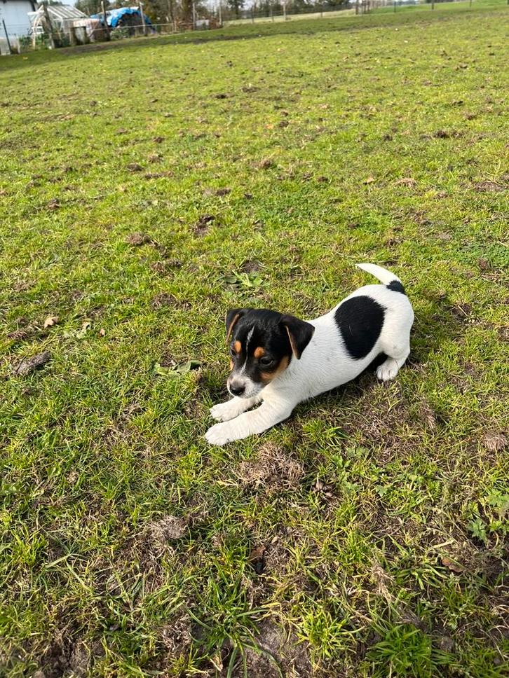 Jack Russell pups, Dieren en Toebehoren, Honden | Jack Russells en Terriërs, Meerdere dieren, Jack Russell Terriër, Fokker | Hobbymatig
