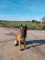 Mechelse Herder, Dieren en Toebehoren, Honden | Herdershonden en Veedrijvers, België, Particulier, Reu, Eén hond