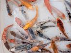 Aa select koi 10/12 cm, Dieren en Toebehoren, Vissen | Vijvervissen