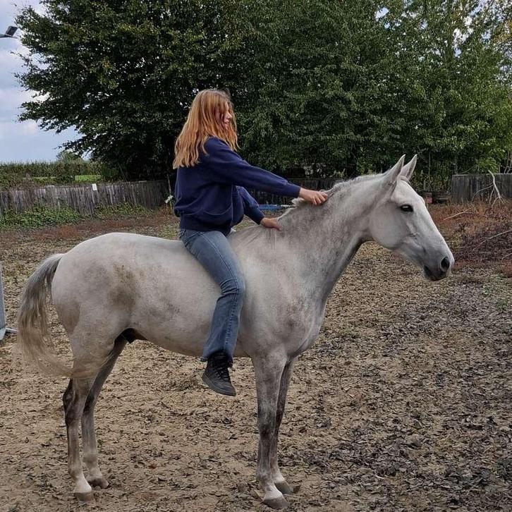 Ruiter aangeboden, Dieren en Toebehoren, Paarden