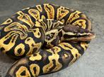 Koningspython regius GHI het desert ghost hypo