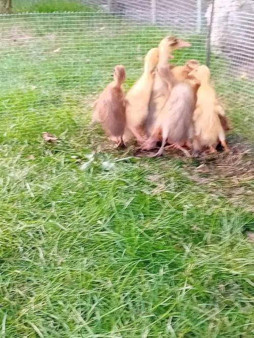 Loopeenden, Dieren en Toebehoren, Pluimvee