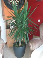 yucca plant, Ophalen, Vaste plant, Overige soorten, Halfschaduw