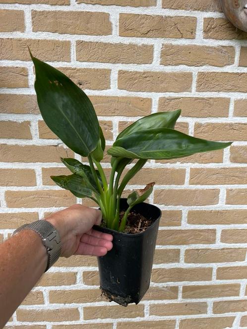 Strelitzia reginae (paradijsvogelplant), Huis en Inrichting, Kamerplanten, Overige soorten, Minder dan 100 cm, Bloeiende kamerplant