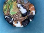 Mannelijke en vrouwelijke cavia's, Dieren en Toebehoren, Knaagdieren, Meerdere dieren, Cavia