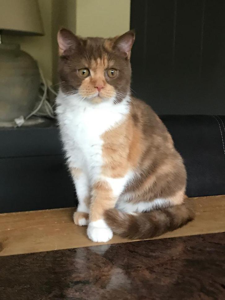 Brits korthaar ️, Dieren en Toebehoren, Katten en Kittens | Raskatten | Korthaar, Poes, 0 tot 2 jaar, Met stamboom, Gechipt, Ontwormd