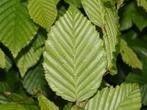 Charme Carpinus betulus, Jardin & Terrasse, Plantes | Arbustes & Haies, Enlèvement, Charme, Haie
