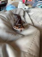 Vetstaart gekko, Dieren en Toebehoren, Overige soorten, 0 tot 2 jaar
