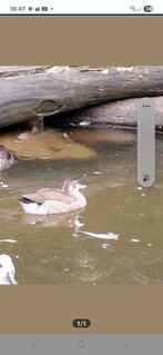 1-3 roodschoudertaling, Dieren en Toebehoren