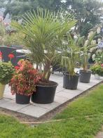Palmboom te koop, Ophalen