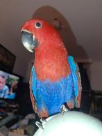 Edel pop van 8/2024, Animaux & Accessoires, Oiseaux | Perruches & Perroquets, Domestique