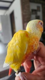 Pyrrhura molinae, Geslacht onbekend, Parkiet, Geringd