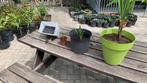 palmbomen trachycarpus fortunei, Tuin en Terras, Ophalen, Winter