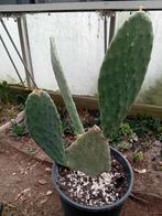 Opuntia, Ophalen