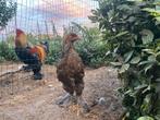 Brahma goudpatrijs hennen., Dieren en Toebehoren, Pluimvee, Vrouwelijk, Kip