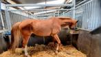 Gerdasje een prachtige BWP  merrie van 19j te koop, Dieren en Toebehoren, Merrie, Gechipt, Dressuurpaard, 11 jaar of ouder