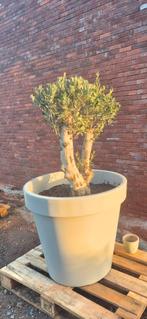 Oliviers, Jardin & Terrasse, Plantes | Arbres, Enlèvement, Olivier