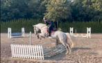 Braaf ervaren leerpaard te koop!, Dieren en Toebehoren, Paarden, Merrie, Gechipt, M, 11 jaar of ouder