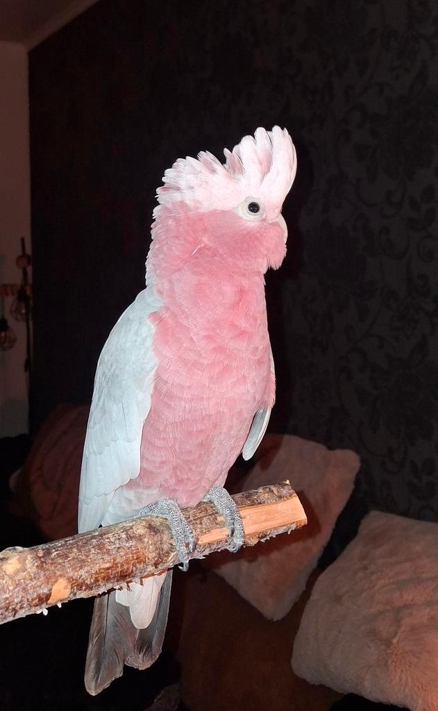 Cacatoès rose apprivoisé, Animaux & Accessoires, Oiseaux | Perruches & Perroquets, Perroquet