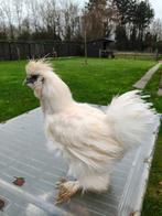 Witte zijdehoen haan, Dieren en Toebehoren, Pluimvee