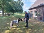 Twee prachtige mini paardjes, Dieren en Toebehoren, 0 tot 2 jaar, Hengst, A pony (tot 1.17m), Gechipt