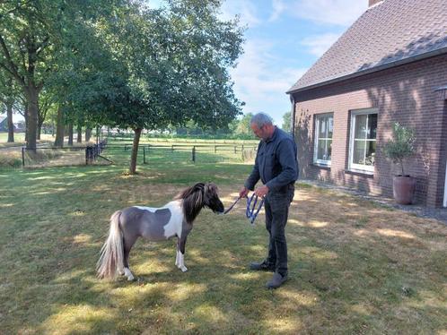 Twee prachtige mini paardjes, Dieren en Toebehoren, Pony's, Hengst, A pony (tot 1.17m), Recreatiepony, 0 tot 2 jaar, Gechipt, Ontwormd