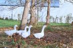 GRATIS 4 ganzen te Moere (Gistel), Dieren en Toebehoren, Pluimvee, Mannelijk, Gans of Zwaan