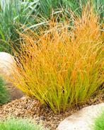 Carex 'Prairie fire', Tuin en Terras, Planten | Tuinplanten, Ophalen, Lente, Vaste plant