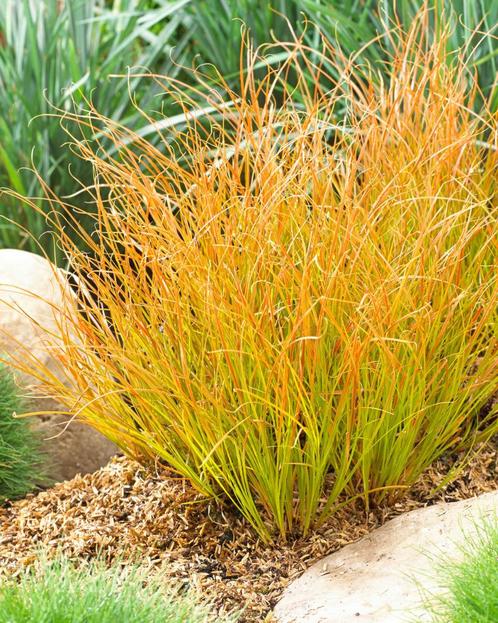 Carex 'Prairie fire', Tuin en Terras, Planten | Tuinplanten, Vaste plant, Lente, Ophalen