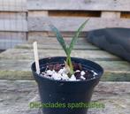 Orchidée Oececlades Spathulifera* Orchidée serpent, Cactus, Enlèvement ou Envoi