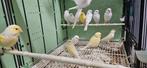 Mooi wit en geel kanaries, Dieren en Toebehoren, Vogels | Kanaries, Meerdere dieren, Kleurkanarie