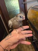 Calopsitte, Dieren en Toebehoren, Vogels | Parkieten en Papegaaien
