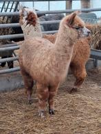 Appaloosa alpaca merries en hengsten,, Dieren en Toebehoren