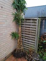 Groenblijvende winterharde bamboo, Ophalen