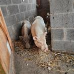 Mini varkens zoeken nieuwe thuis, Dieren en Toebehoren, Meerdere dieren, Varken, 0 tot 2 jaar