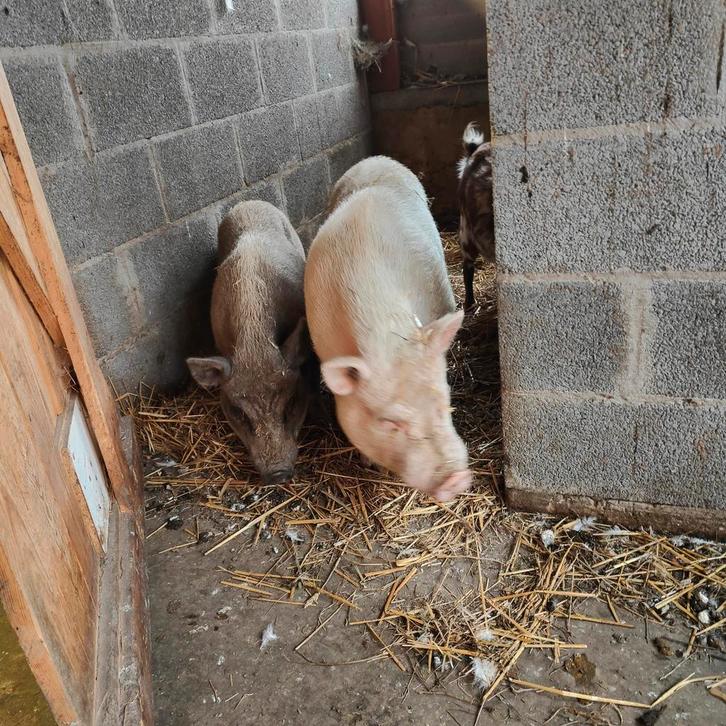 Mini varkens zoeken nieuwe thuis, Dieren en Toebehoren, Schapen, Geiten en Varkens, Varken, Meerdere dieren, 0 tot 2 jaar