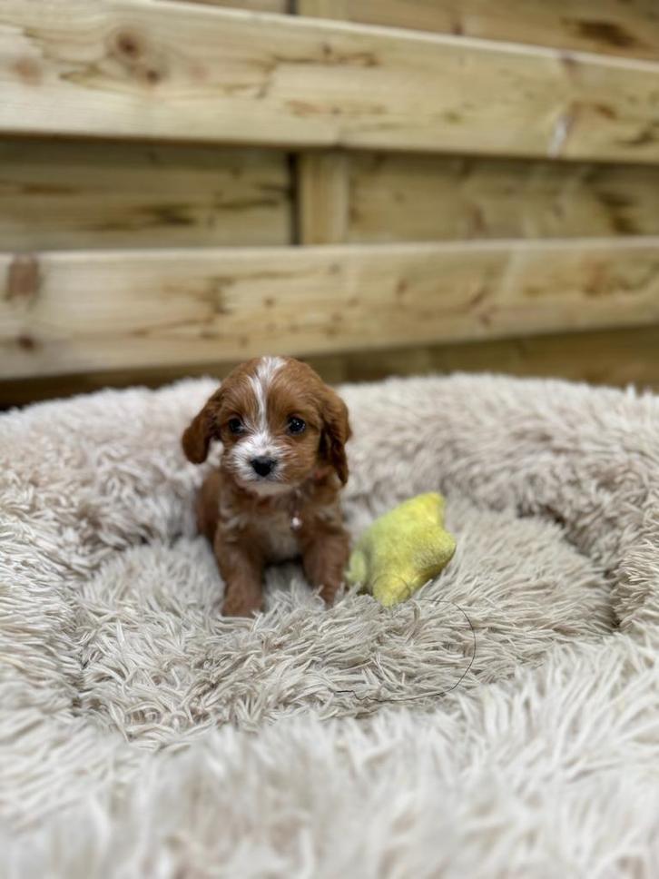 Mooie cavapoo pups, Animaux & Accessoires, Chiens | Chihuahuas & Chiens de compagnie, Plusieurs animaux, Autres races, Éleveur | Professionnel