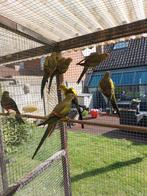 Te koop, Dieren en Toebehoren, Vogels | Parkieten en Papegaaien