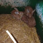Vleeskonijnen., Dieren en Toebehoren, Konijnen