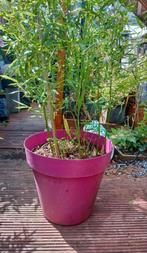 Bamboo in pot tekoop!, Tuin en Terras, Vaste plant, Bloeit niet, Halfschaduw, Ophalen