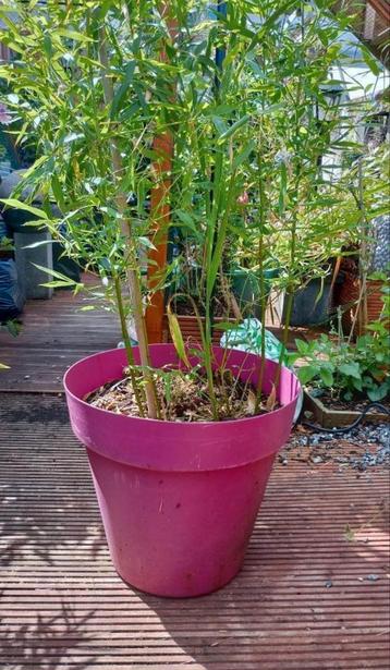 Bamboo in pot tekoop! beschikbaar voor biedingen