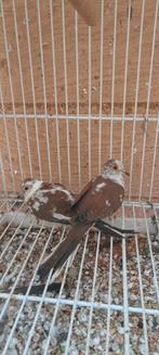 Bonte diamantduifjes, Animaux & Accessoires, Oiseaux | Pigeons